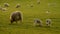 Video clip sheep and baby lambs grazing in a field on a farm in golden evening sunshine