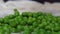 Video close up of cooked English peas falling onto wet background.