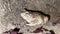 Video close up of Green-eyed Toad (Epidalea calamita) with green eyes