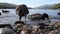 Video close up mallard ducks at Loch Tay in Kenmore in Scotland