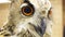 Video Close up shot of an Eurasian eagle owl looking around