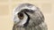 Video Close up shot of Small Northern white-faced owl. Beautiful yellow shiny eyes and grey feathers