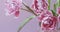 Video of close-up tulips are pink terry in a bouquet with green leaves on a light pink blurred background with soft