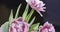 Video of close-up tulips are pink terry in a bouquet with green leaves on a light pink grey blurred background with soft
