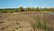 Video coastal plants sway in the wind, sandy shore on a sunny day,