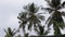 Video of coconut trees waving in wind