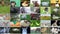 Video Collage of 99 Animals, variety of images as a large video wall of the TV