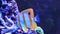 Video Copperband Butterflyfish - Chelmon rostratus