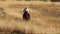 A video of a cowboy riding his horse at a lope in a meadow of golden grass.