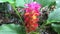 Video of Curcuma Sessilis Gage or Red Siam Tulip blooming in the garden