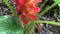 Video of Curcuma Sessilis Gage or Red Siam Tulip blooming in the garden