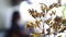 Video dried yellow flower in the cafe, coffee shop with defocus people silhouette background