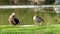 Video of the Egyptian goose. It is a member of the duck, goose, and swan family Anatidae.