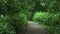 Video with an empty narrow gravel path in a park surrounded by green bushes and trees