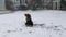 Video footage of a cute brown Australian Labradoodle dog playing and digging in the snow