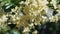 Video footage of Ixora West Indian Jasmin yellow close up stirring in the wind