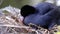 Video footage of mother coot bird feeding it chicks in the nest waterfowl