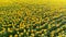 Video footage over sun flower fields in summer time , agricultural industry