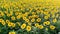 Video footage over sun flower fields in summer time , agricultural industry