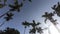 Video footage palm trees on blue sky background . travel, summer, vacation and tropical