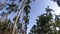 Video footage Palm trees on blue sky background . travel, summer, vacation and tropical