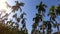 Video footage Palm trees on blue sky background . travel, summer, vacation and tropical