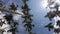 Video footage Palm trees on blue sky background . travel, summer, vacation and tropical