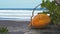 Video footage of yellow young fresh coconut close up and blue ocean with waves for on background