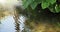 Video fountain natural water reflections with leaves