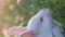 Video frame, a small white bunny in green grass. Cute rabbit. Vertical video