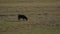 A Video of a Goat Grazing a field in Ladakh, India