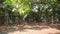 Video of the Great Banyan tree, Ficus benghalensis