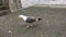 A video of a Great Black Backed Gull