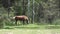 Video of group of horses graze in the Altai forest medow near Altai Mul\\\'ta village. Siberia, Russia