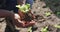 Video of hands of african american man holding seedling