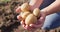 Video of hands of caucasian woman holding potatoes