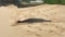 Video of Hawaiian monk seal resting on the beach in Kauai
