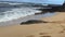 Video of Hawaiian monk seal resting on the beach in Kauai