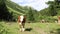 Video of herd of young cattle with cowbells in the mountains