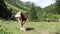 Video of herd of young cattle with cowbells in the mountains