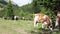 Video of herd of young cattle with cowbells in the mountains