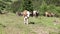 Video of herd of young cattle with cowbells in the mountains