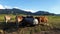 Video of a herd with young cows at a drinking barrel on a meadow in Bavaria