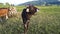 Video of a herd with young curious cows on a meadow in Bavaria