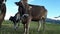 Video of a herd with young curious cows on a meadow in Bavaria