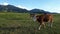 Video of a herd with young curious cows on a meadow in Bavaria