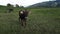 Video of a herd with young curious cows on a meadow in Bavaria