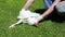 Video injured sick broiler chicken on a lawn