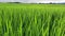 Video landscape of green crops and field. 4K video clip of rice field and farmland in Thailand.