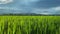 Video landscape of green crops and field. 4K video clip of rice field and farmland in Thailand.